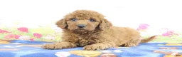 Mini Goldendoodle dogs for sale: Flurry - Ad 1