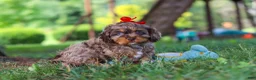 Cavapoo dogs for sale: Cocoa - Ad 3