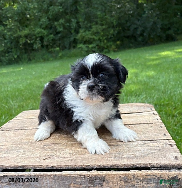 Shih Tzu dogs Balto - Ad 2