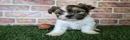 Shorkie dogs for sale: Bronco - Ad 10