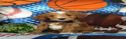 Mini Goldendoodle dogs for sale: Blaze Hypoallergenic - Ad 4