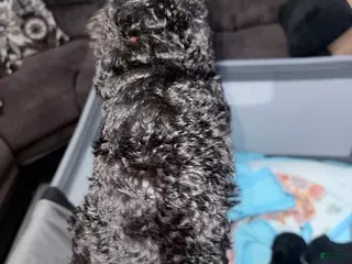 Double Doodle dogs Orange - Ad 32