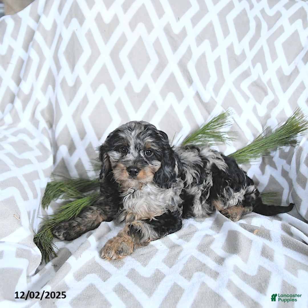 Cavapoo dogs for sale: Tinsel - Ad 4