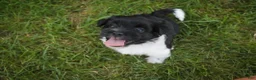 Havanese dogs for sale: Winnie Havanese  - Ad 14