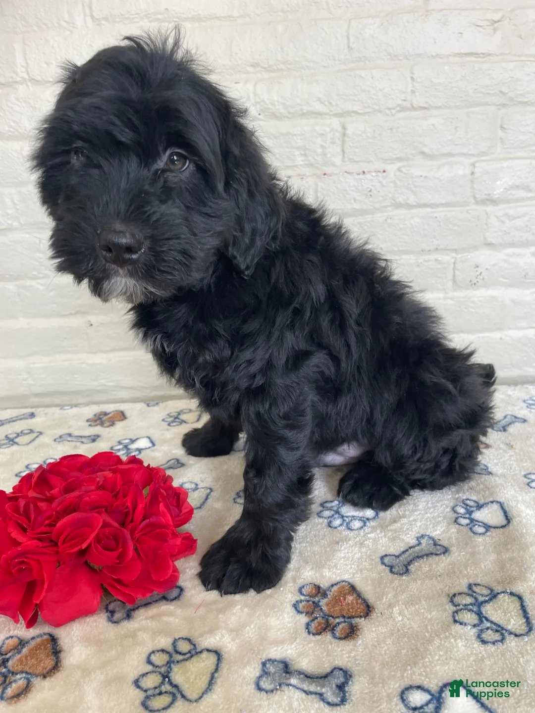 Mixed Breed dogs for sale: Dexter - Ad 2