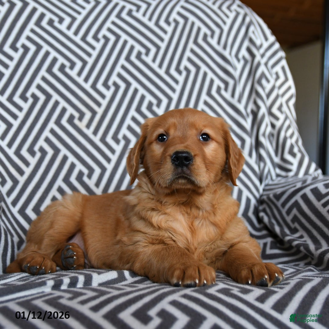 Golden Retriever dogs for sale: Lemon - Ad 3