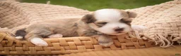 Havanese dogs for sale: Webster Havanese  - Ad 6