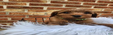 JADE - MINI GOLDENDOODLE LOVELY PUPPY (RICHLAND, PA) - F1BB