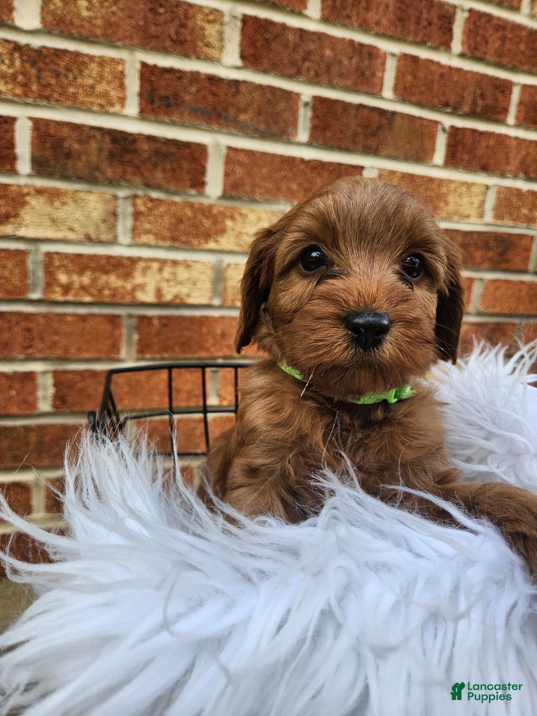 Mini Goldendoodle dogs for sale: JADE - MINI GOLDENDOODLE LOVELY PUPPY (RICHLAND, PA) - F1BB - Ad 1