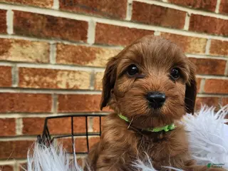 Mini Goldendoodle dogs JADE - MINI GOLDENDOODLE LOVELY PUPPY (RICHLAND, PA) - F1BB - Ad 41