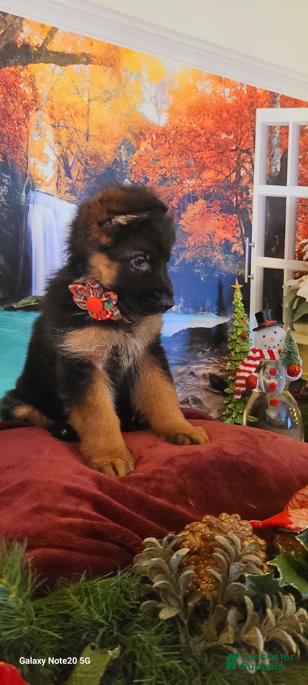 German Shepherd dogs for sale: Holly - Ad 4