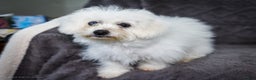 Bichon Frise dogs for sale: Jaynie - Ad 2