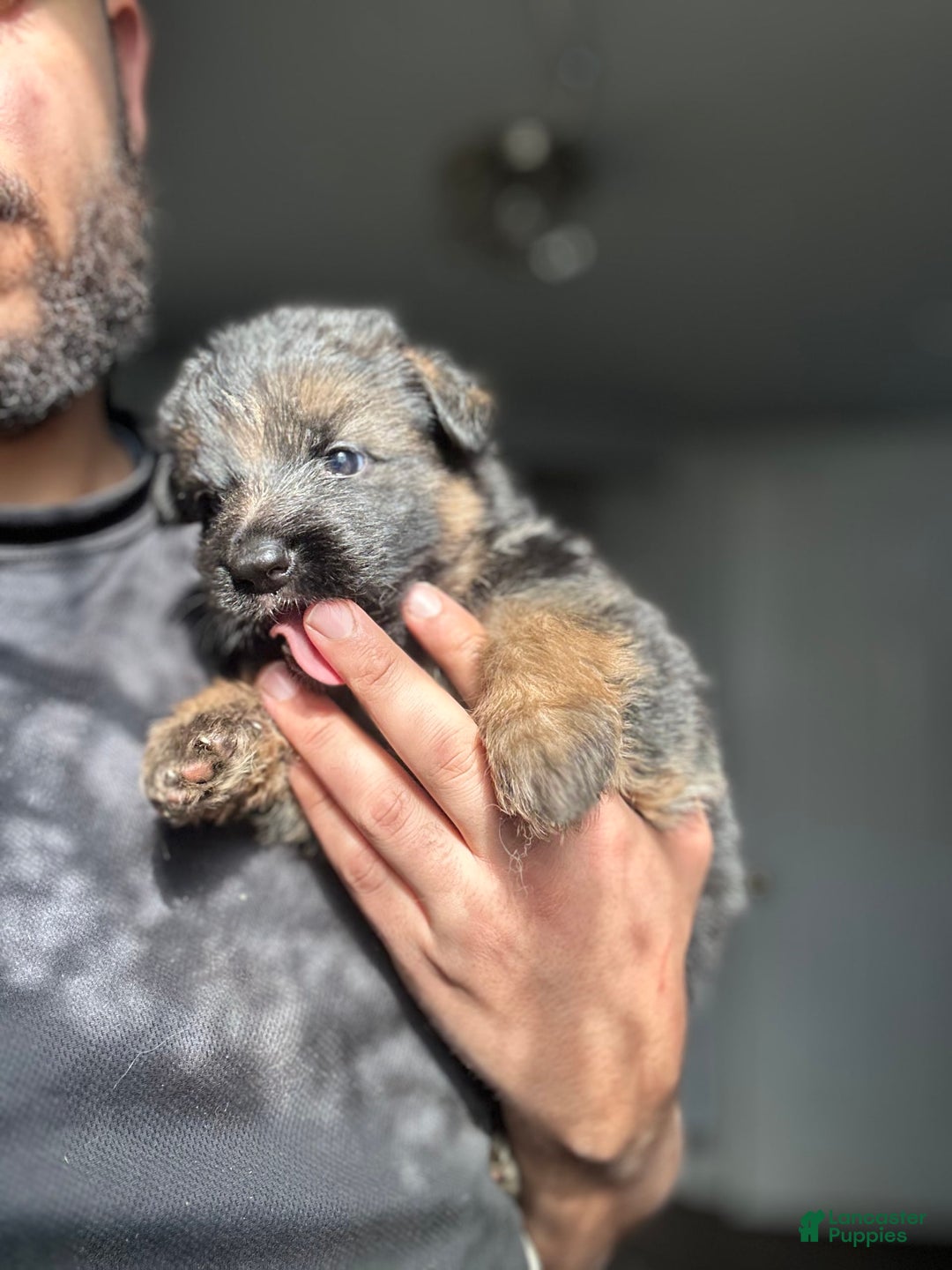 German Shepherd dogs for sale: Mango - Ad 12