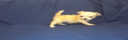 Maltipoo dogs for sale: Polly (teacup) - in home raised, no-shed, great for apartments - Ad 4