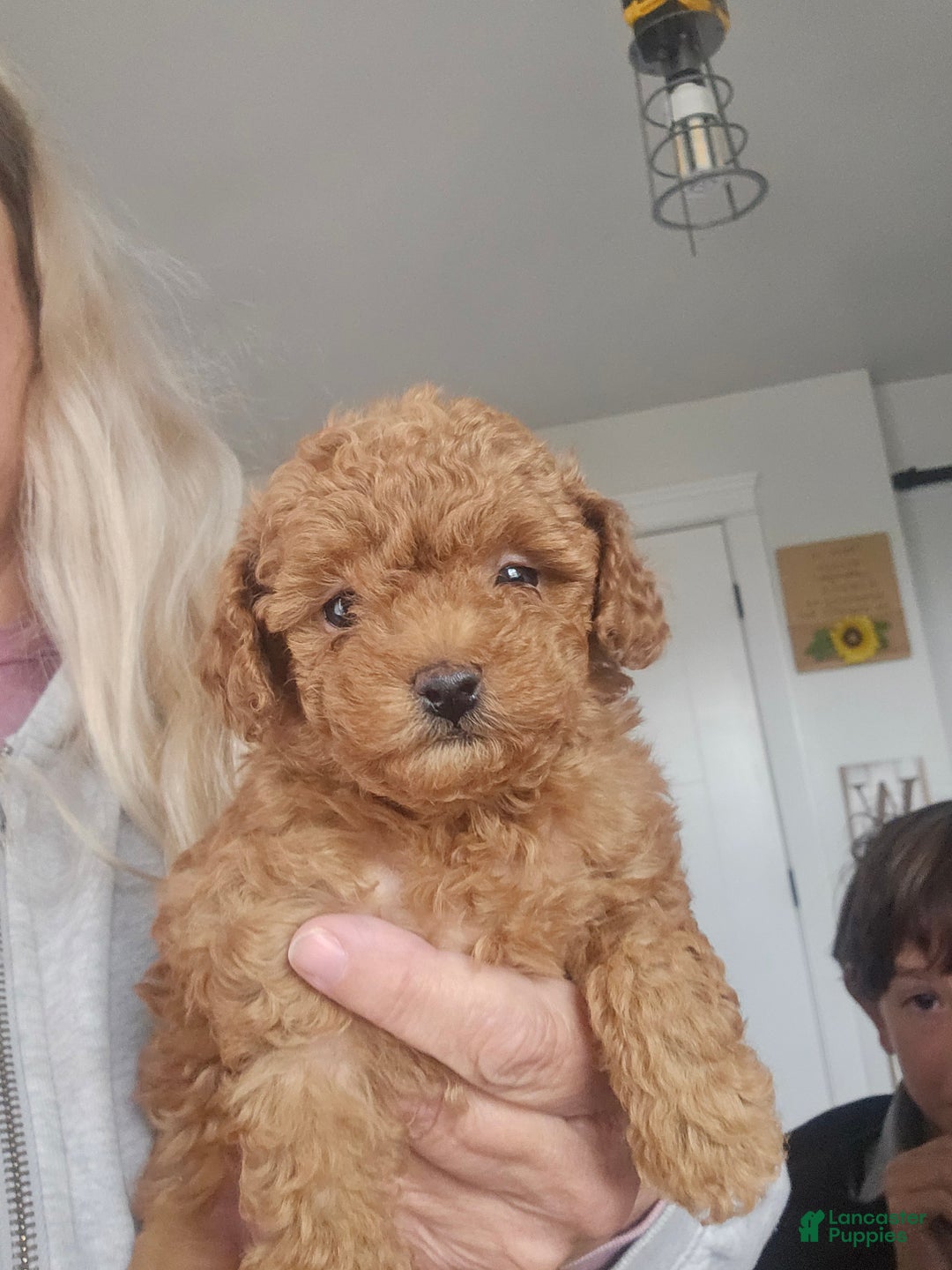 Toy Poodle dogs for sale: Coco - Ad 3