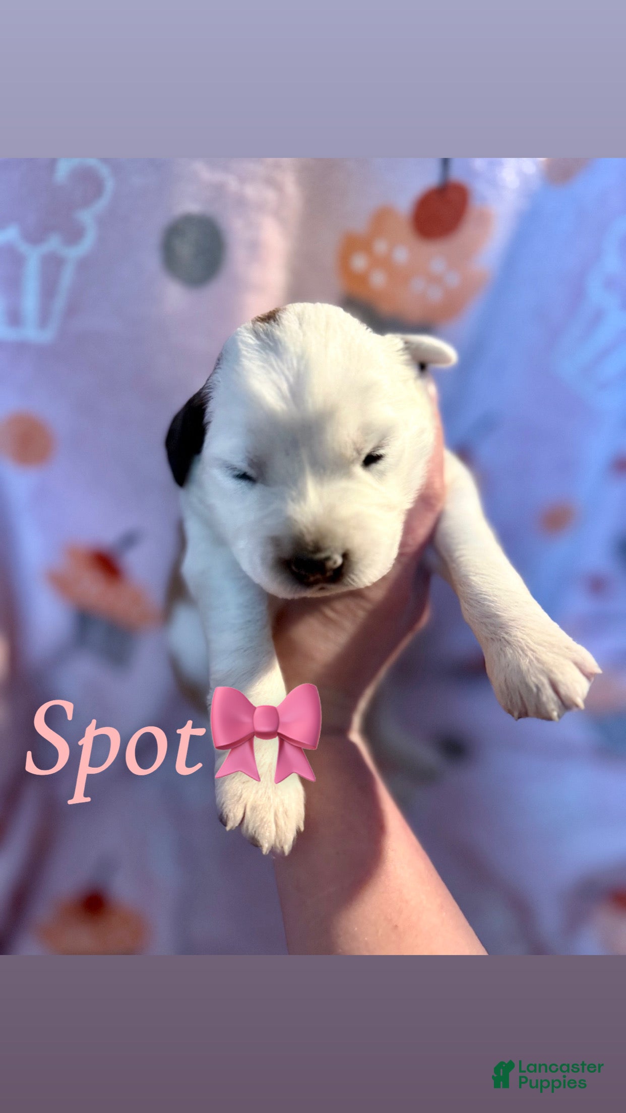 Mixed Breed dogs Spot - Ad 2