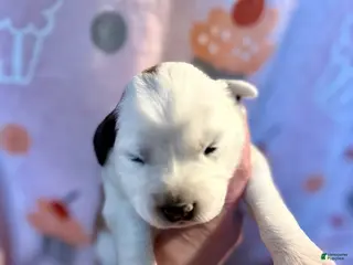 Mixed Breed dogs Spot - Ad 3