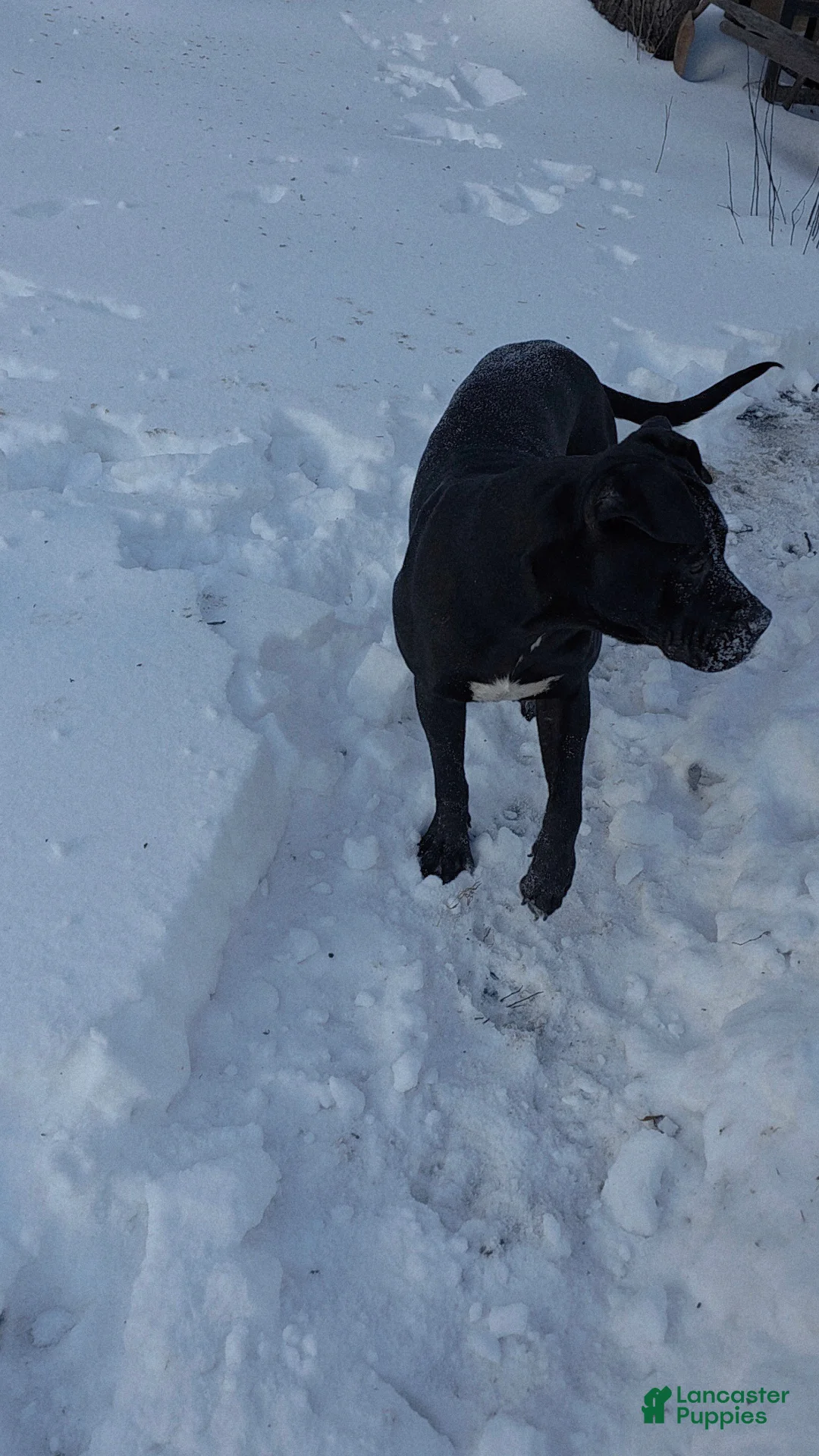 Mixed Breed dogs for sale: Wall•E - Ad 7