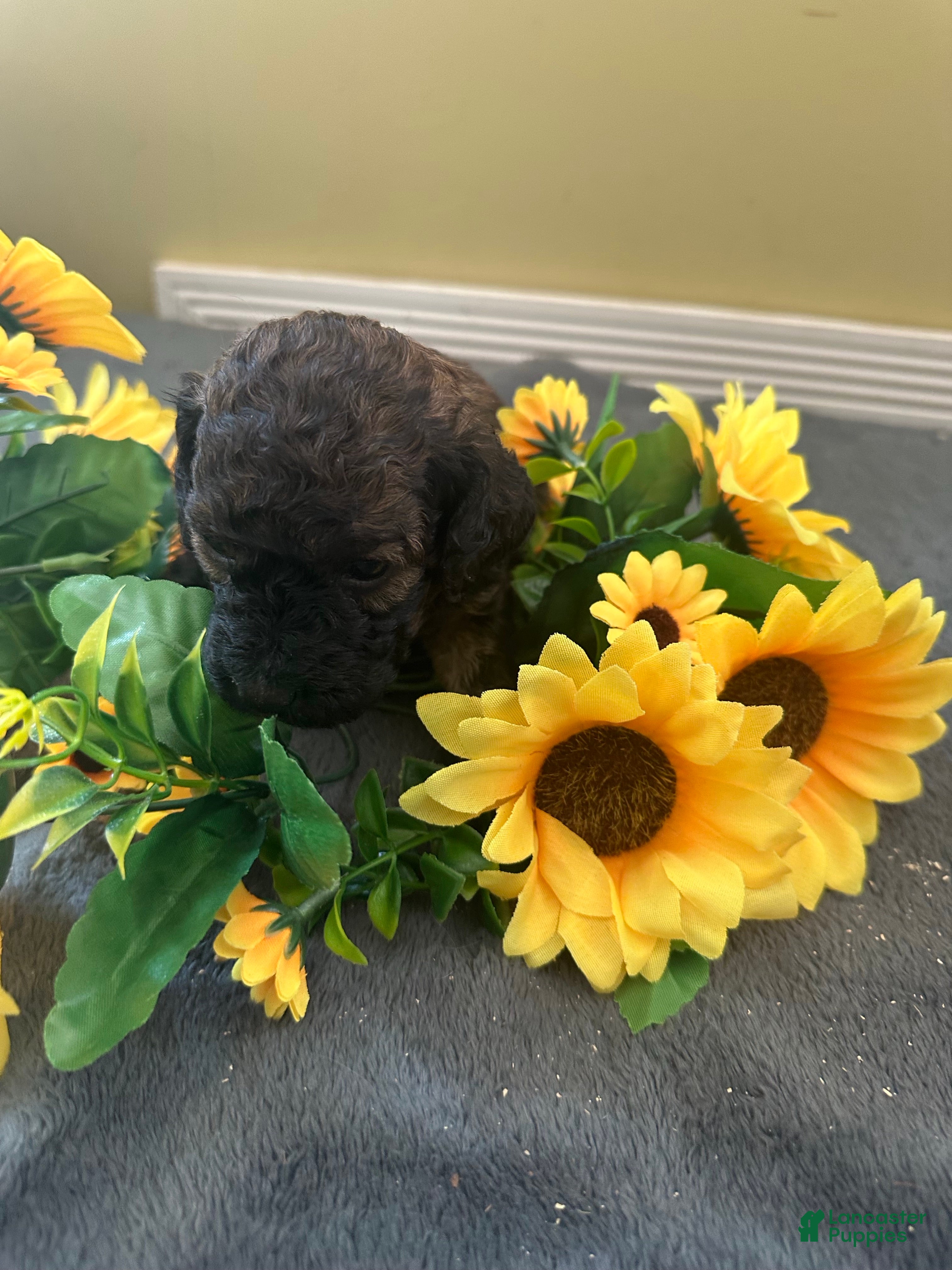 Mini Goldendoodle dogs F1bb mini goldendoodles - Ad 2