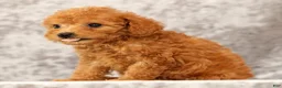 Havapoo dogs for sale: Denver - Ad 6