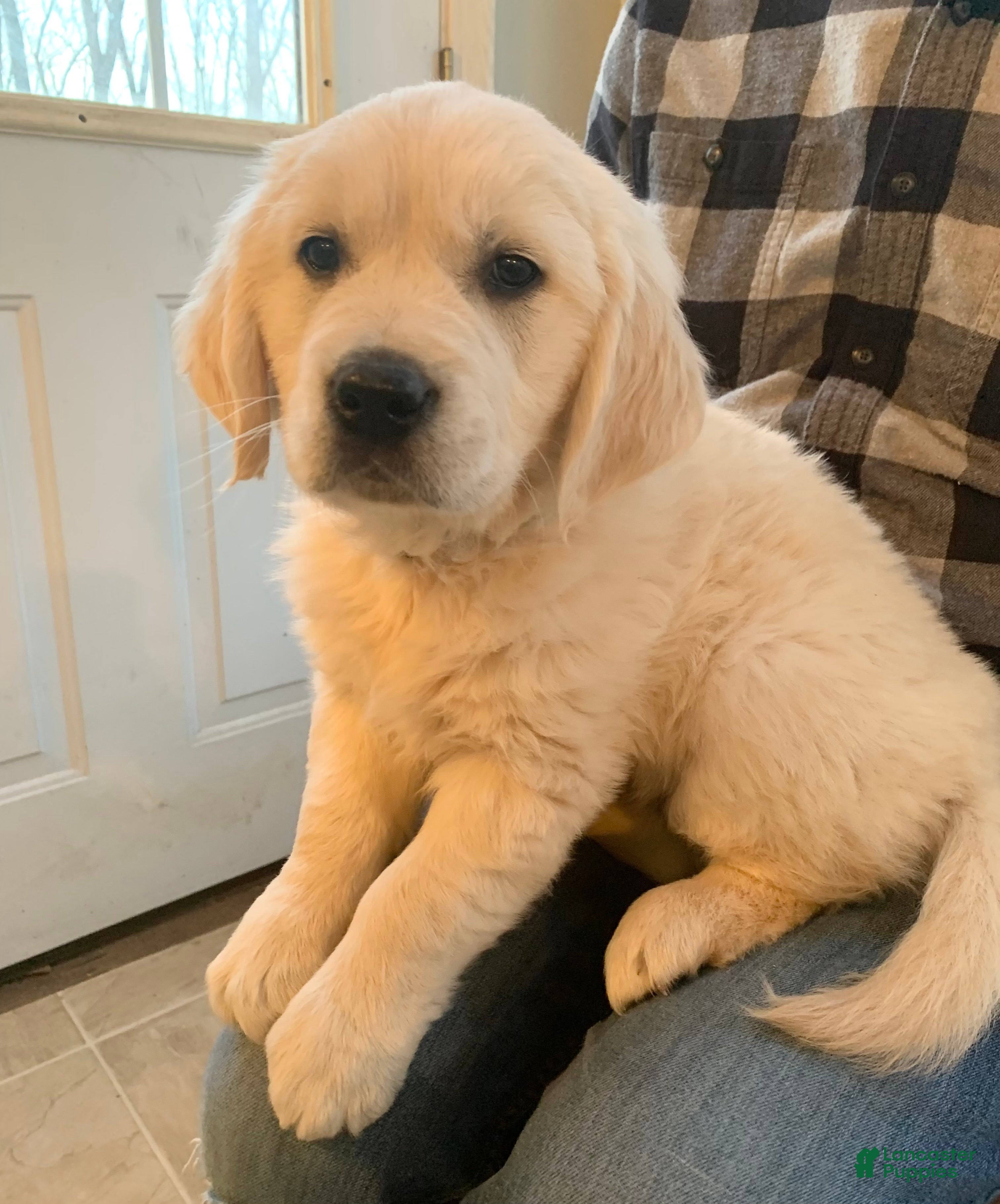 Golden Retriever dogs Juniper - Ad 1