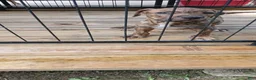 American Pit Bull Terrier dogs for sale: American Pit Bull Terrier 1 - Ad 6