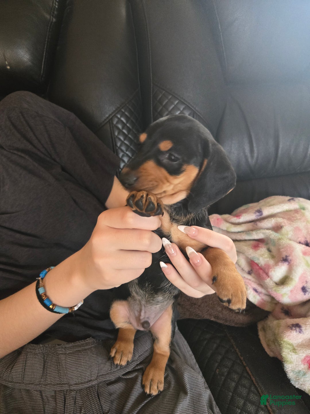 Dachshund dogs for sale: Dachshund Puppy 3 - Ad 2