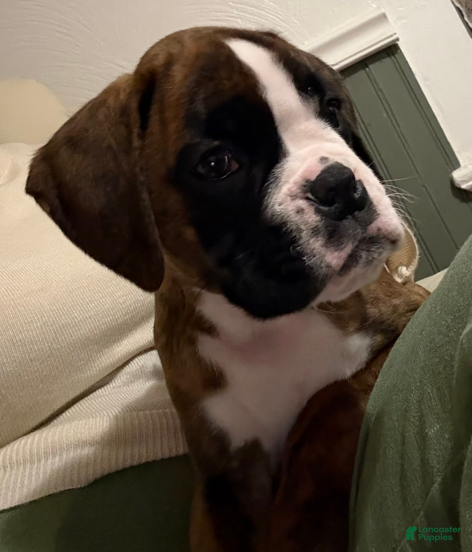 Boxer dogs Bella - Ad 2