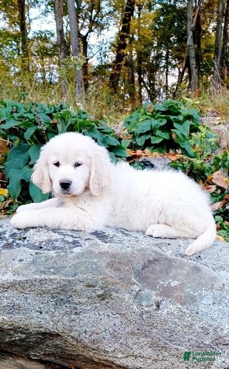 Golden Retriever dogs Golden Retriever Puppy 1 - Ad 37