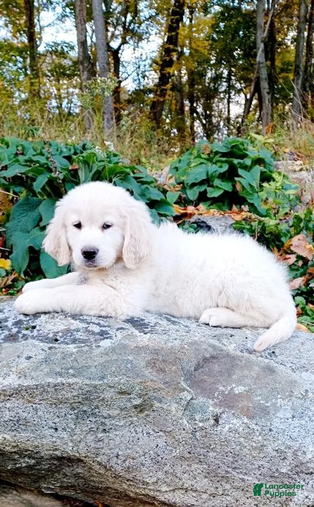 Golden Retriever dogs for sale: Golden Retriever Puppy 1 - Ad 1