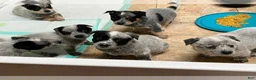 Australian Cattle Dog dogs for sale: Australian Cattle Dog 2 - Ad 5