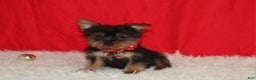 Yorkshire Terrier dogs for sale: Donnie - Ad 11