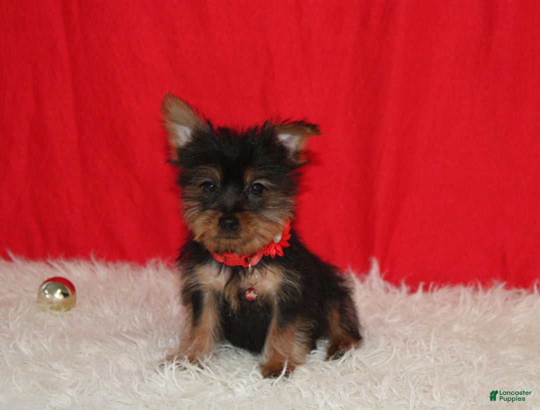 Yorkshire Terrier dogs for sale: Donnie - Ad 11