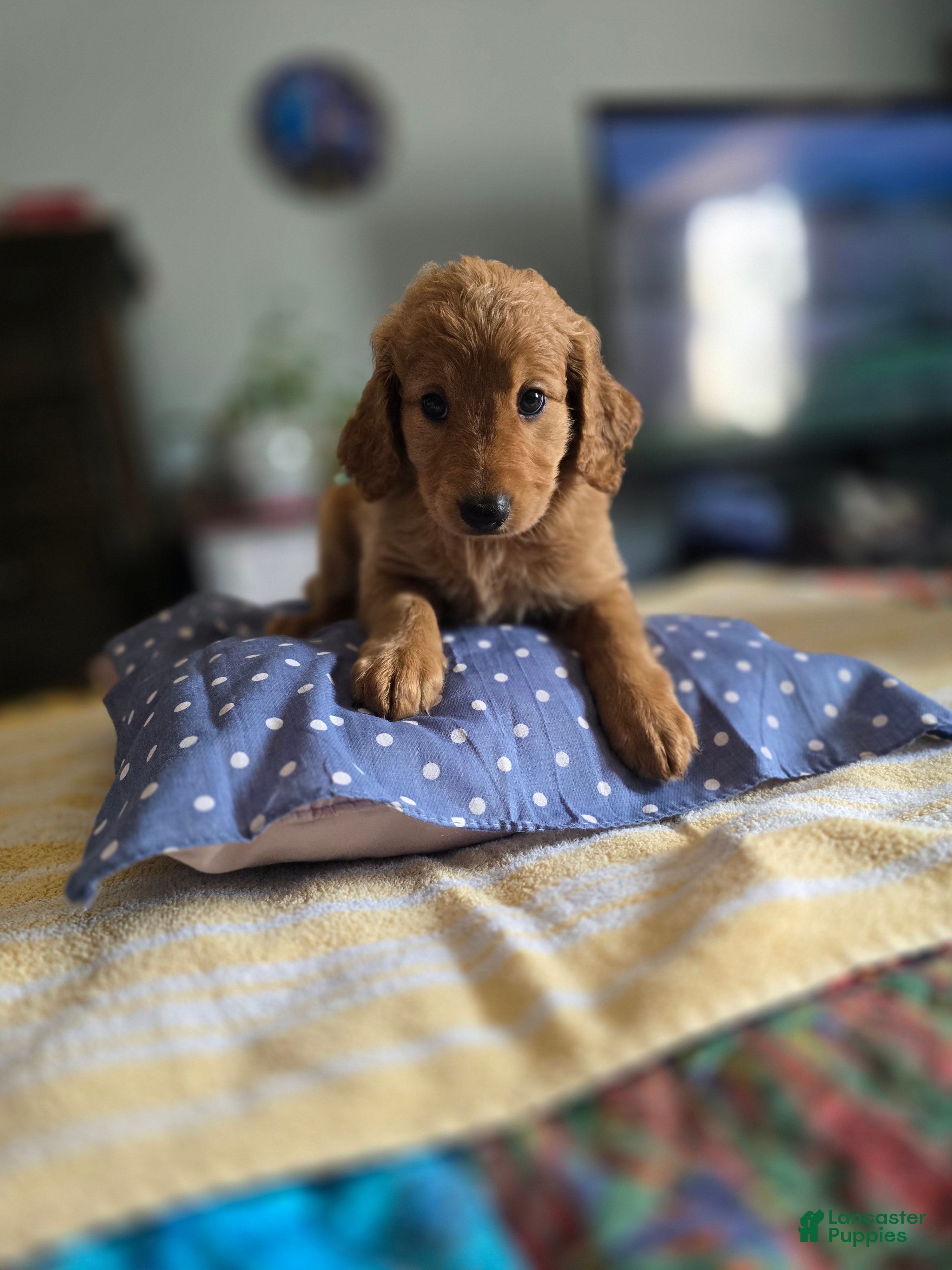 Goldendoodle dogs for sale: Kat - Ad 32
