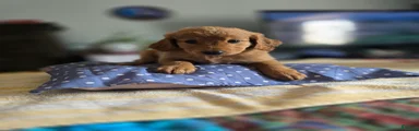 Kat
