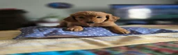 Goldendoodle dogs for sale: Kat - Ad 1
