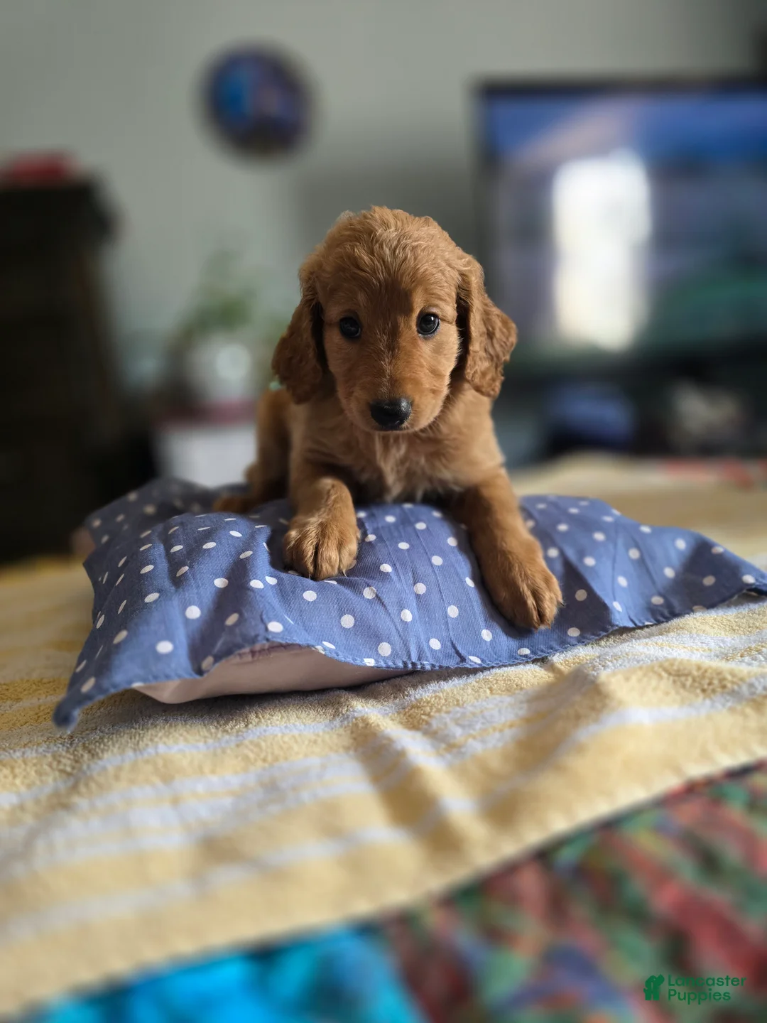 Goldendoodle dogs for sale: Kat - Ad 1