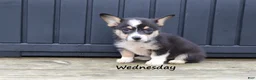 Welsh Corgi Pembroke dogs for sale: Wednesday - Ad 4