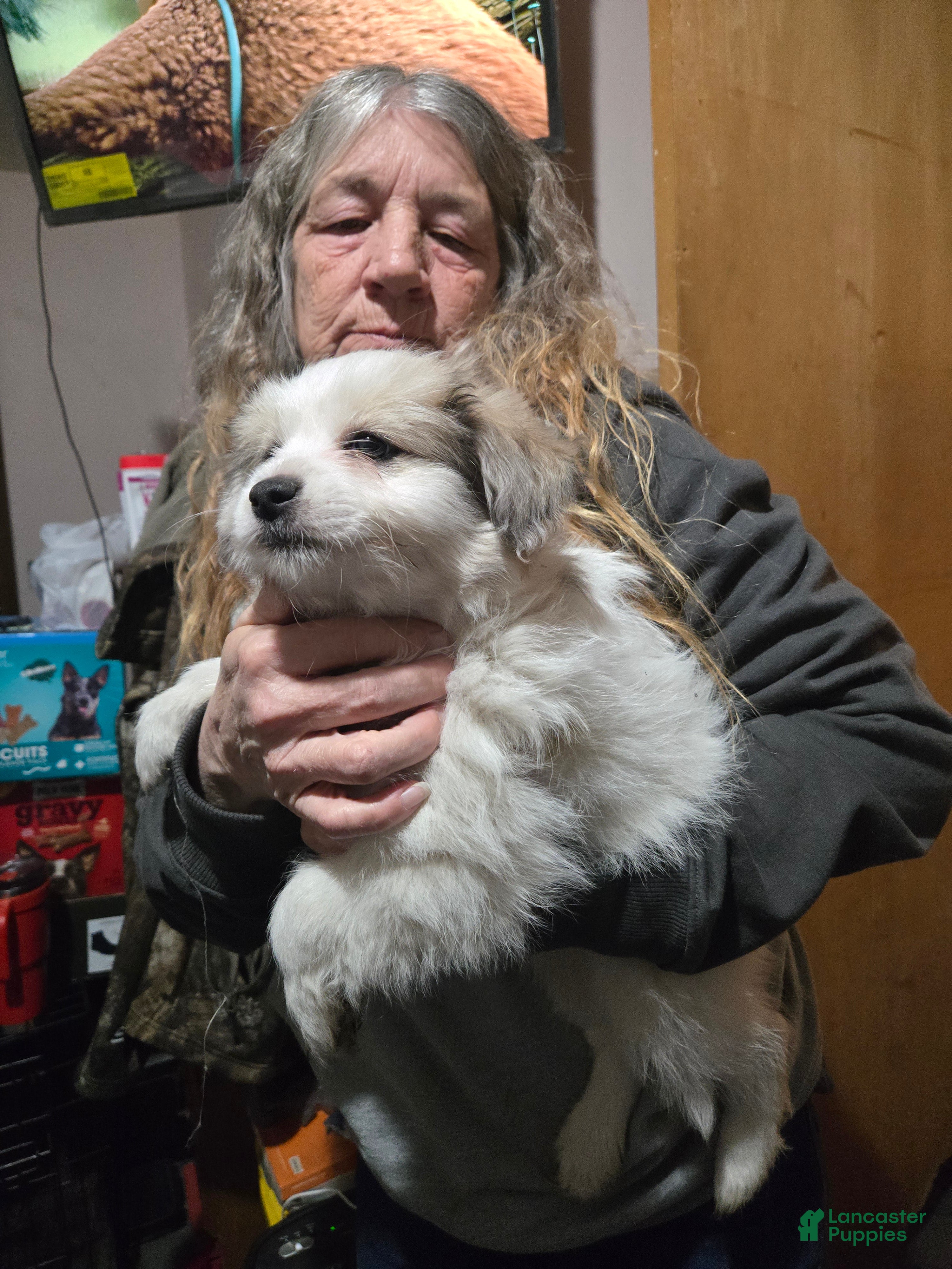 Mixed Breed dogs Mixed Breed Puppy 1 - Ad 25