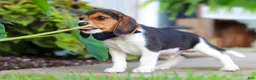 Beagle dogs for sale: Asher - Ad 6