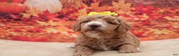 Miniature Poodle dogs for sale: Peaches - Ad 2