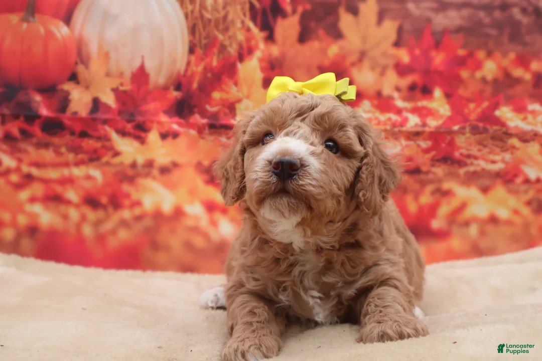 Miniature Poodle dogs for sale: Peaches - Ad 2