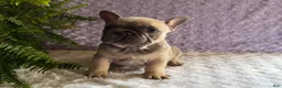 French Bulldog dogs for sale: Smokey - Ad 8