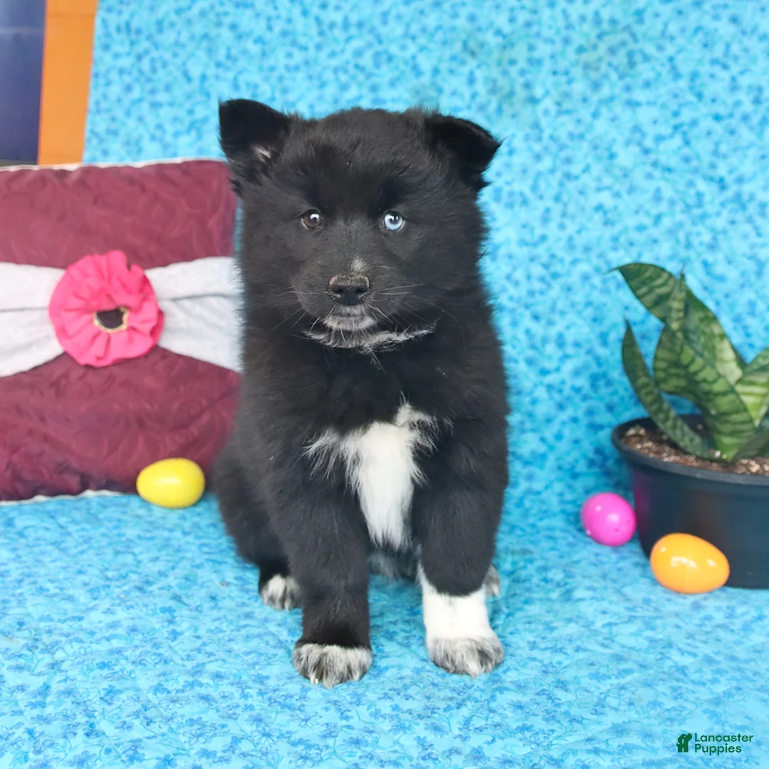 Pomsky dogs for sale: Willow - Ad 5