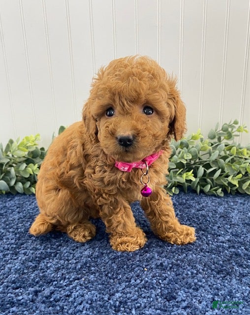 Cavapoo dogs Molly - Ad 2