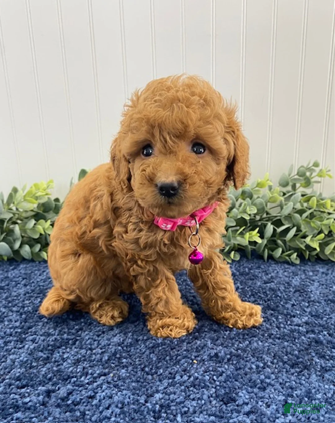Cavapoo dogs for sale: Molly - Ad 2