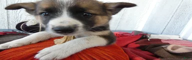 Australian Cattle Dog 4 Patch