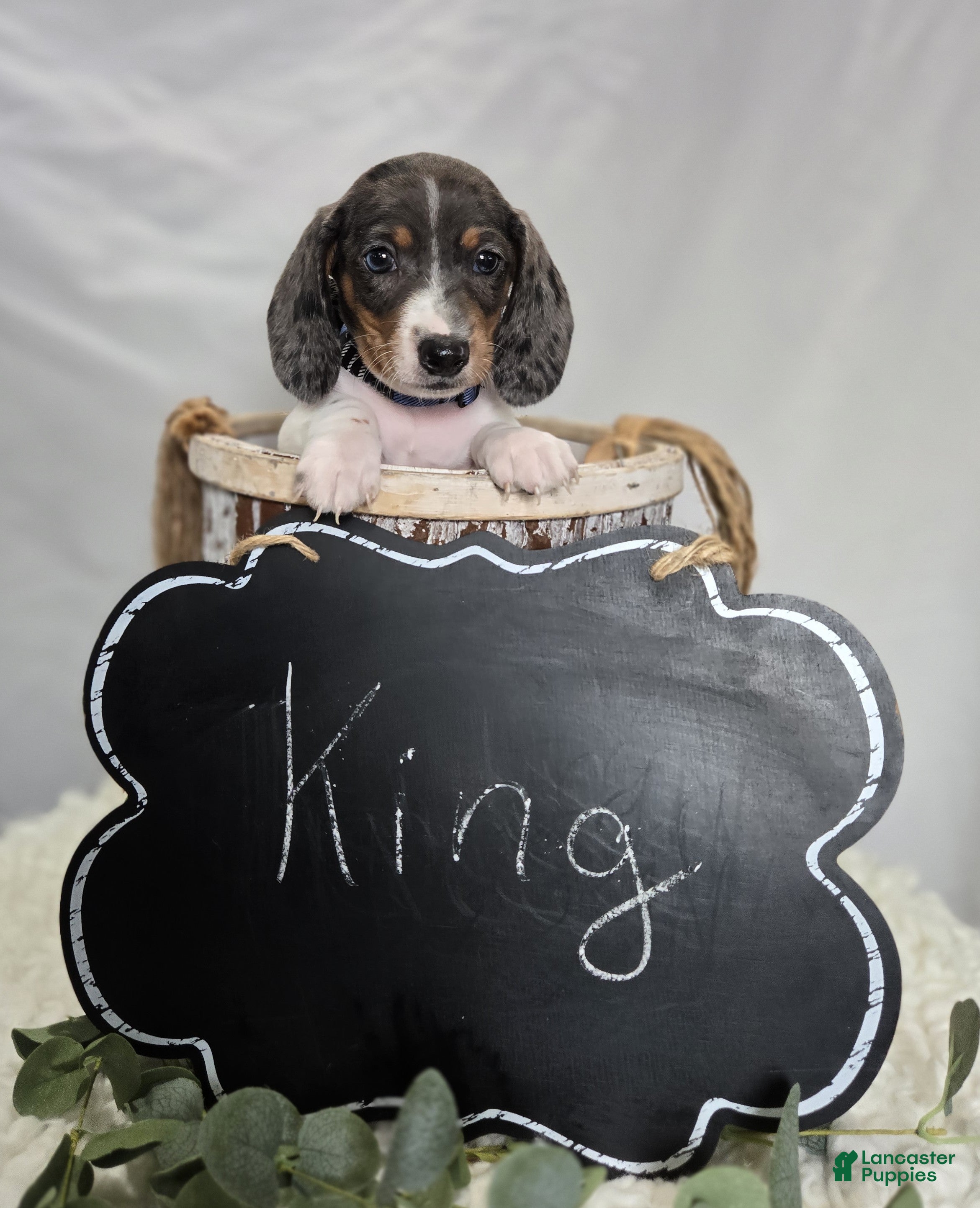 Miniature Dachshund dogs King - Ad 2