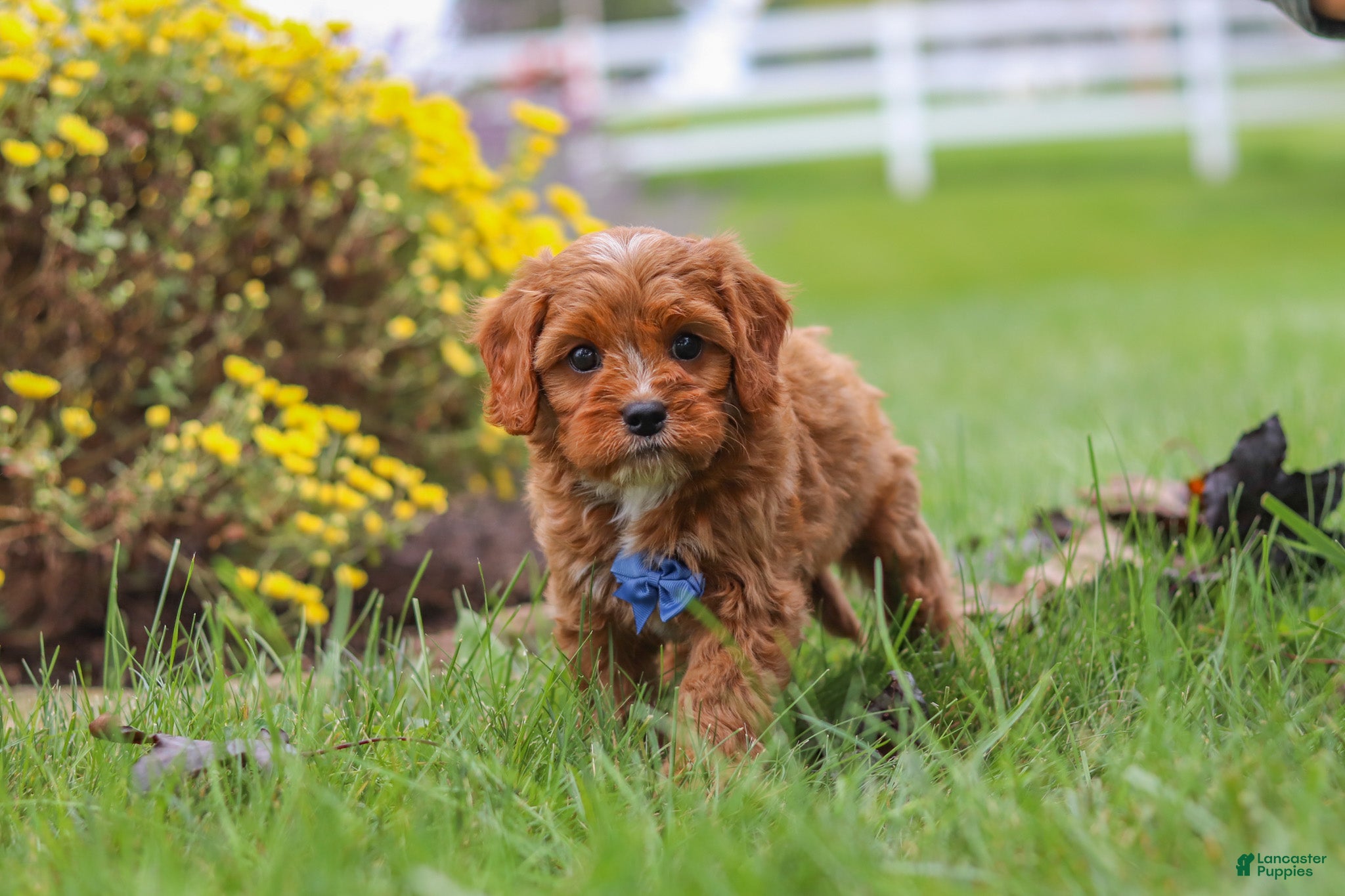 Cavapoo dogs Ranger - Ad 1