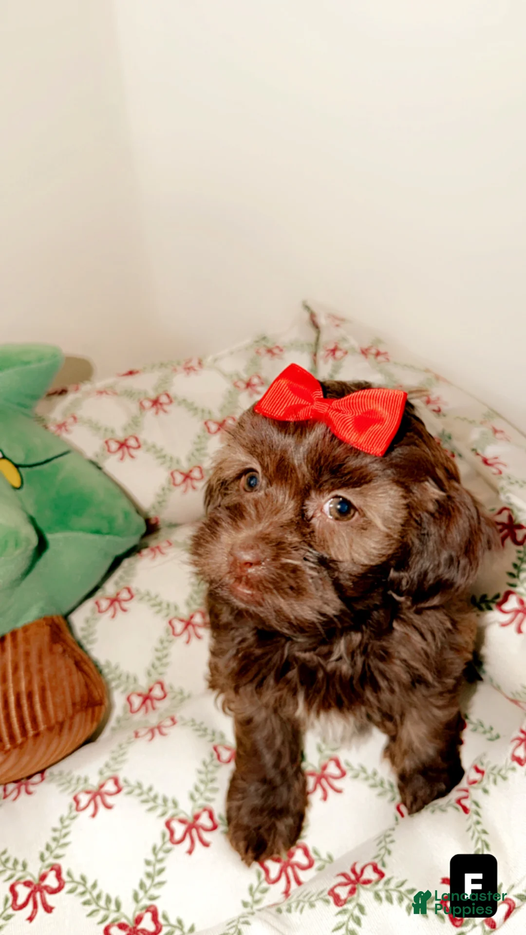 Shihpoo dogs for sale: Remi - Ad 3